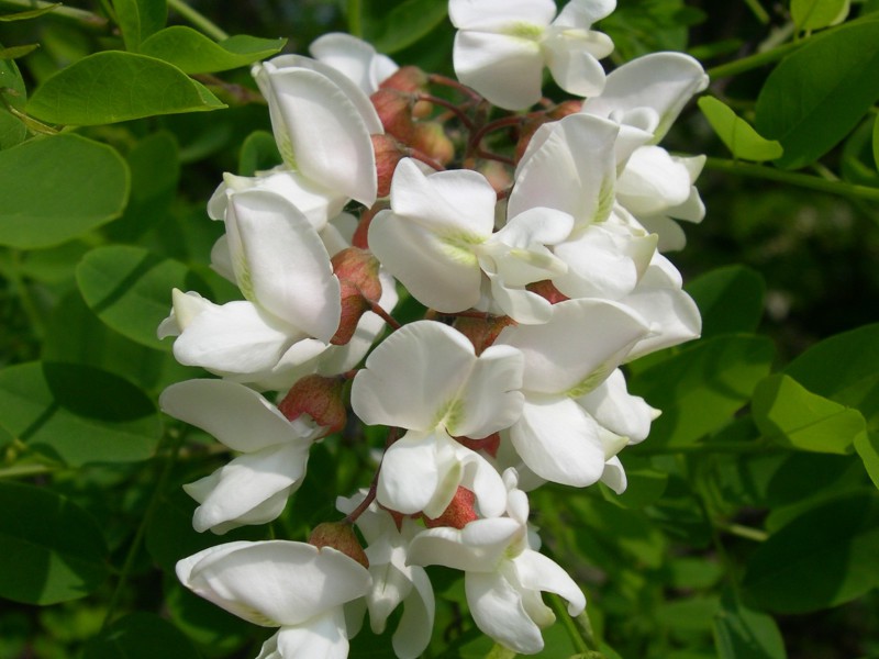 Beignets de fleur d’acacia